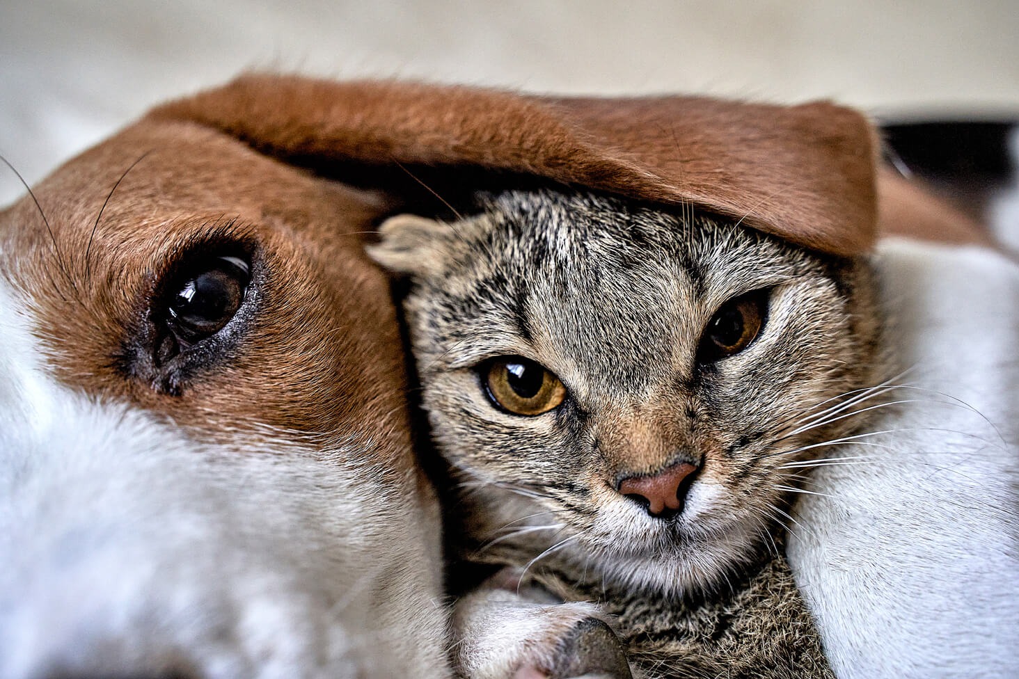 Cat and Dog